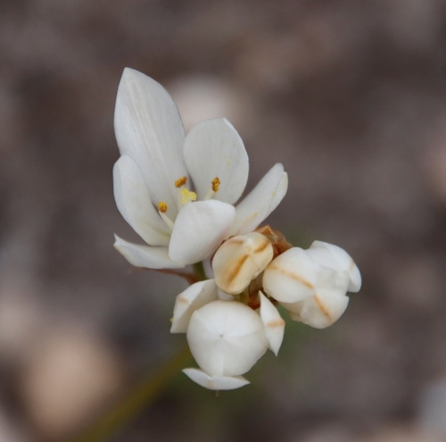 Image of Schizorhiza neglecta by (c) Tony Rebelo, some rights reserved (CC BY-SA)