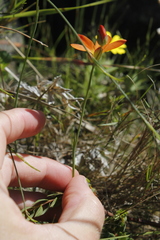 Gladiolus brevitubus