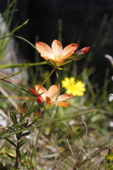 Gladiolus brevitubus