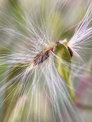 Comesperma volubile