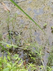 Rhyothemis variegata