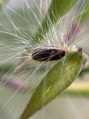 Comesperma volubile