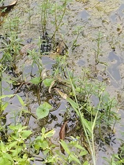 Rhyothemis variegata
