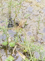 Rhyothemis variegata