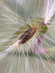 Comesperma volubile
