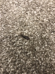 Stolotermes ruficeps