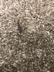 Stolotermes ruficeps