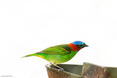 Tangara cyanocephala