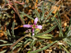 Matthiola fruticulosa