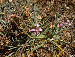 Matthiola fruticulosa