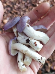 Cortinarius croceocoeruleus