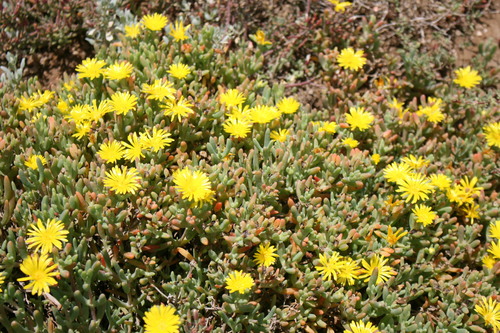 Hymenocyclus latipetalus L.Bolus 2