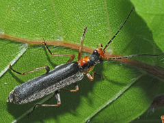 Podabrus alpinus