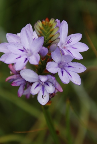 Image of Thereianthus spicatus by (c) Tony Rebelo, some rights reserved (CC BY-SA)