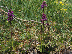 Dactylorhiza lapponica