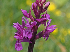 Dactylorhiza lapponica