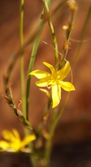 Hexaglottis