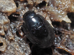 Coelostoma orbiculare