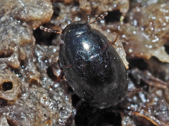 Coelostoma orbiculare