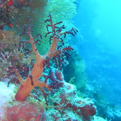 Chironephthya