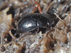Coelostoma orbiculare