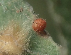 Neuroterus saltatorius