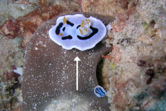 Chromodoris alcalai
