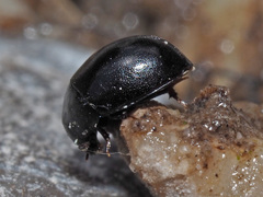 Coelostoma orbiculare