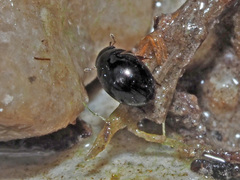 Coelostoma orbiculare