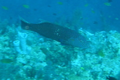 Plectropomus oligacanthus