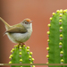 Common Tailorbird - Photo (c) Imran Shah, some rights reserved (CC BY-SA)