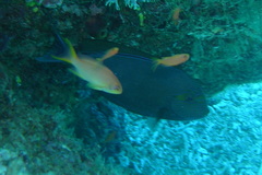 Acanthurus dussumieri