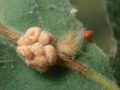 Neuroterus saltatorius