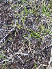 Zoysia minima
