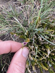 Carmichaelia corrugata