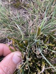 Carmichaelia corrugata