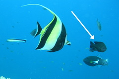 Pomacentrus brachialis