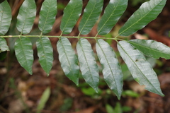 Dysoxylum rufum