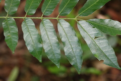 Dysoxylum rufum