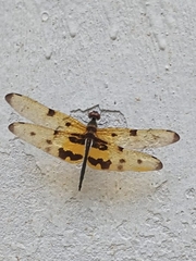 Rhyothemis variegata