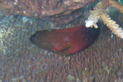 Labracinus cyclophthalmus