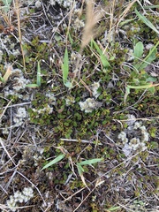 Racomitrium pruinosum