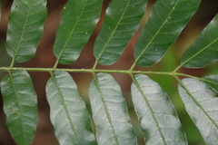 Dysoxylum rufum