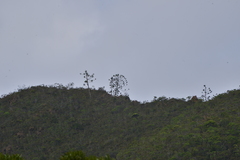 Araucaria muelleri