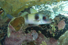 Parupeneus crassilabris