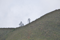 Araucaria muelleri