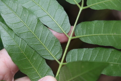 Dysoxylum rufum