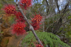 Geissois pruinosa