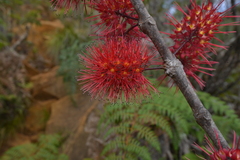 Geissois pruinosa