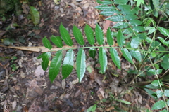 Dysoxylum rufum